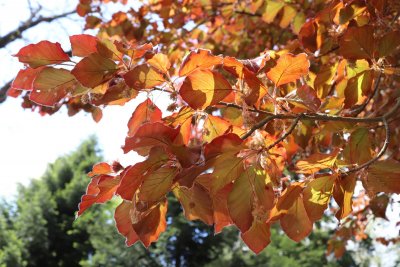 Fagus sylvatica 'Purpurea' - buk lesní - v květu